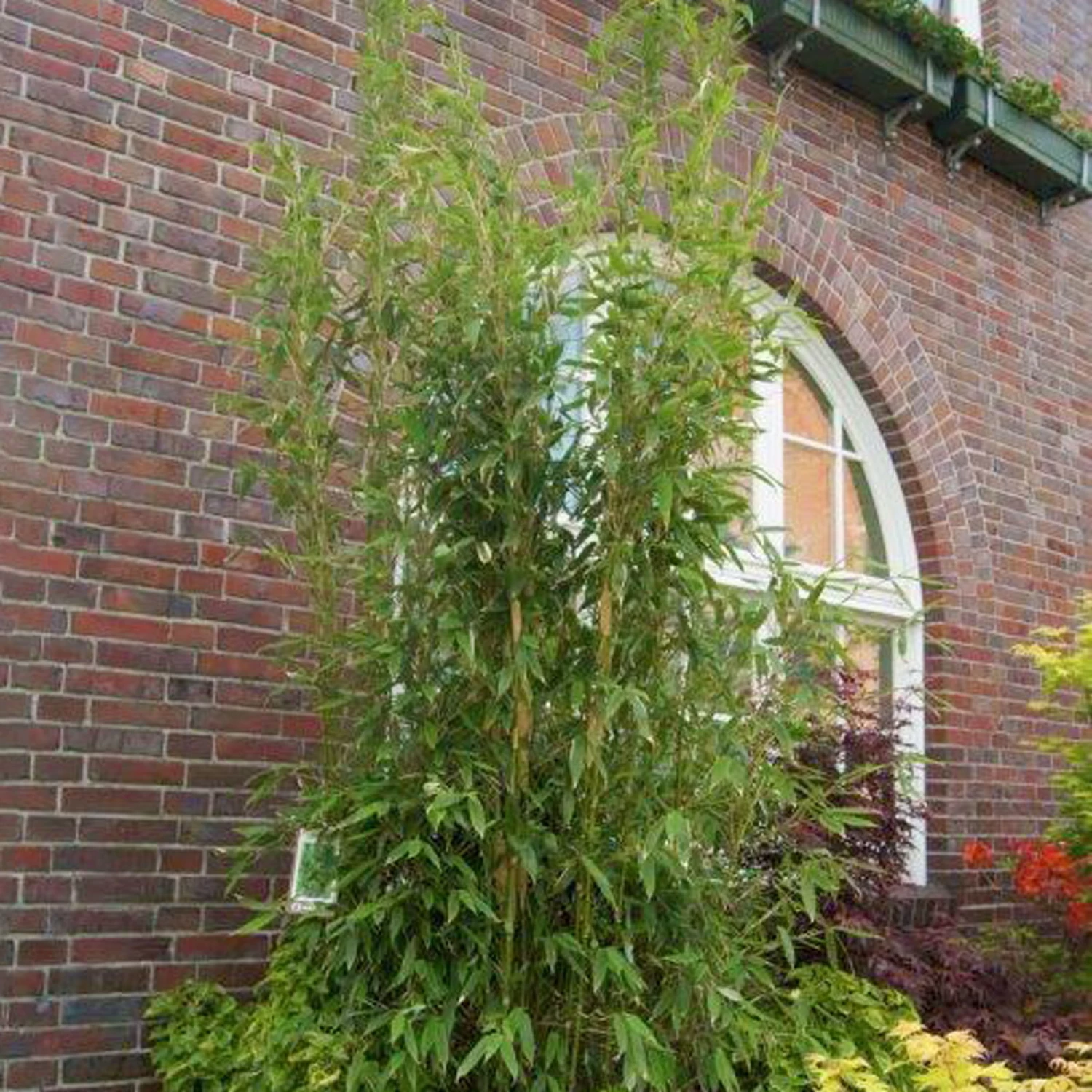 Säulenbambus 'Maasai'EUⓈ, Höhe Ca. 80-100 Cm, Topf 15 Liter 1 Säulenbambus 'Maasai'EUⓈ, Höhe Ca. 80-100 Cm, Topf 15 Liter