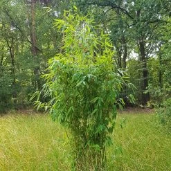 Elfenbein-Bambus 'Ivory Ibis'® (Japo 55' EU-S), 20er-Set, Höhe 80-100 Cm -Gartenwelt Geschaft 0425100383 0425100384 Fargesia Ivory Ibis 080100 WEB 2 94511 1