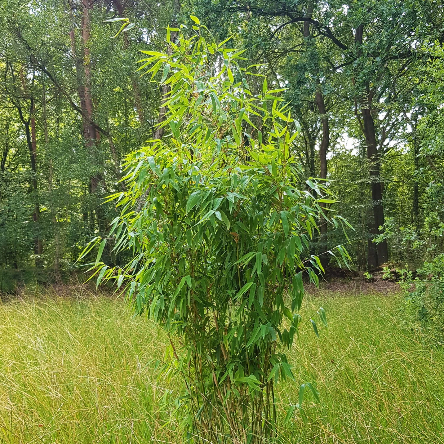 Elfenbein-Bambus 'Ivory Ibis'® (Japo 55' EU-S), 15er-Set, Höhe 80-100 Cm 3 Elfenbein-Bambus 'Ivory Ibis'® (Japo 55' EU-S), 15er-Set, Höhe 80-100 Cm – Bild 3