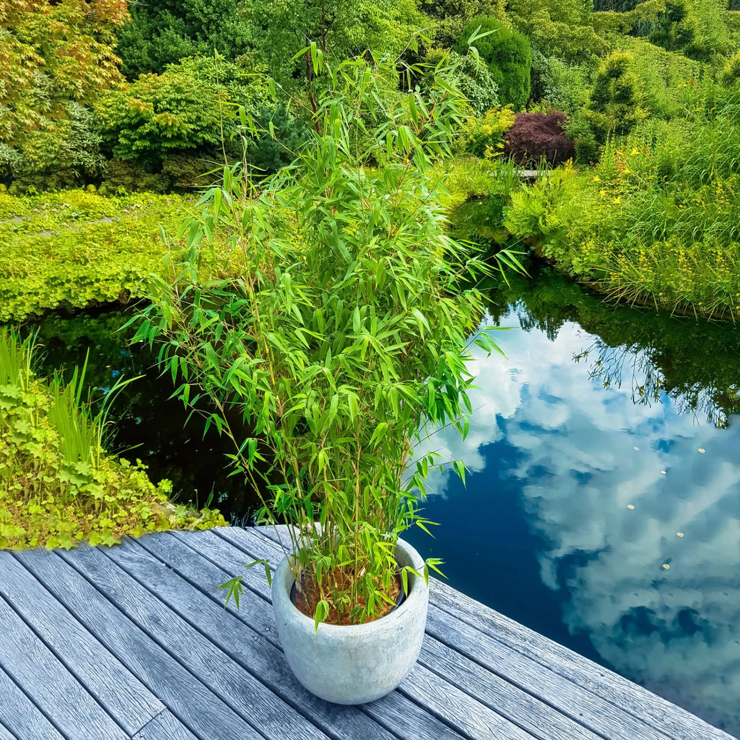 Elfenbein-Bambus 'Ivory Ibis'® (Japo 55' EU-S), 15er-Set, Höhe 80-100 Cm 1 Elfenbein-Bambus 'Ivory Ibis'® (Japo 55' EU-S), 15er-Set, Höhe 80-100 Cm