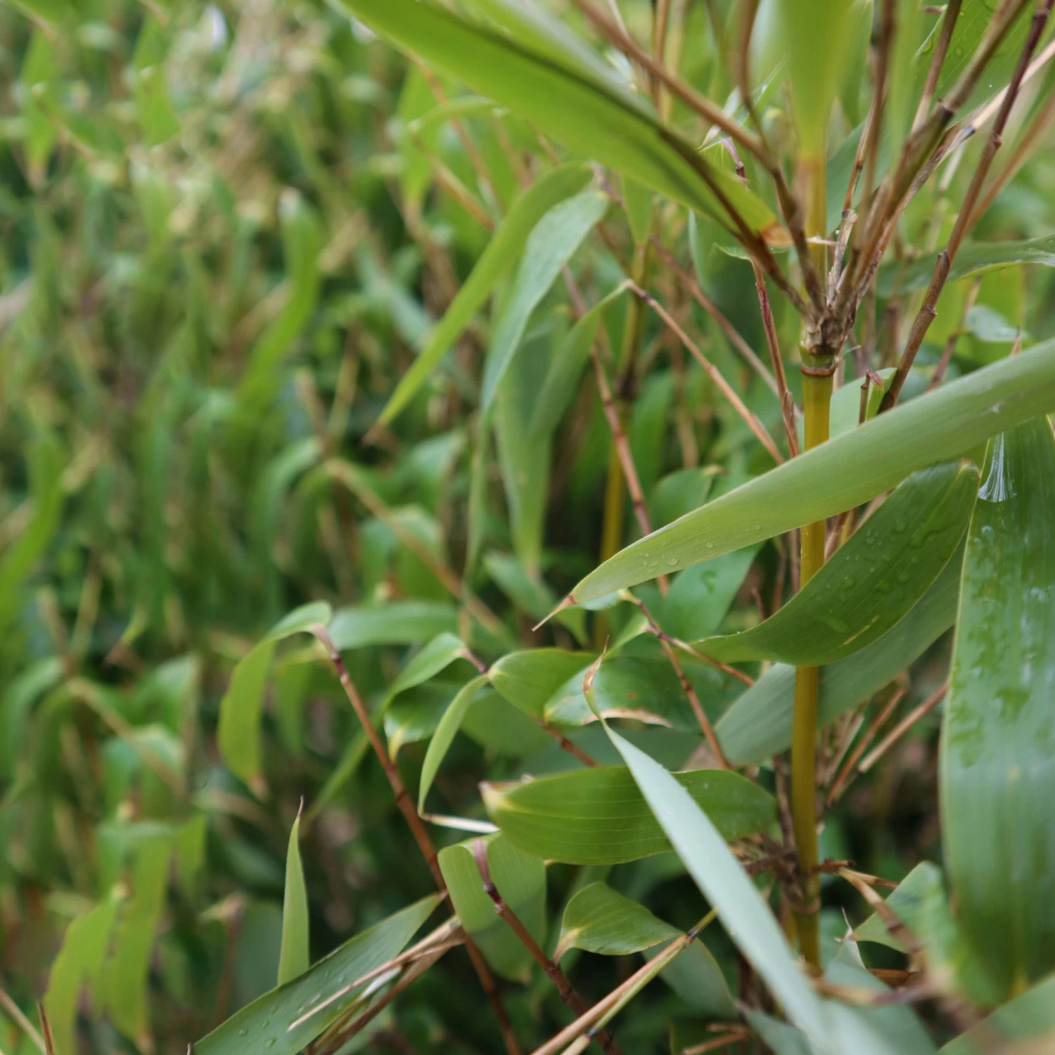 Elfenbein-Bambus 'Ivory Ibis'® (Japo 55' EU-S), 15er-Set, Höhe 80-100 Cm 4 Elfenbein-Bambus 'Ivory Ibis'® (Japo 55' EU-S), 15er-Set, Höhe 80-100 Cm – Bild 4