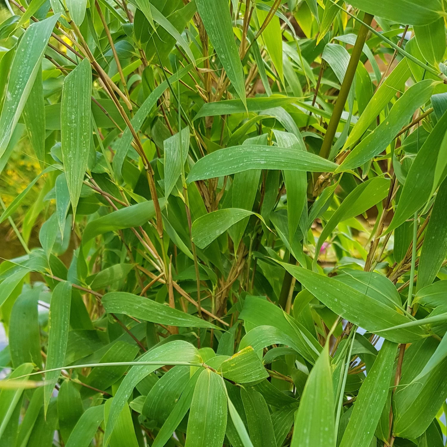 Elfenbein-Bambus 'Ivory Ibis'® (Japo 55' EU-S), 15er-Set, Höhe 80-100 Cm 2 Elfenbein-Bambus 'Ivory Ibis'® (Japo 55' EU-S), 15er-Set, Höhe 80-100 Cm – Bild 2