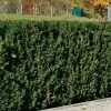 Heckeneibe Taxus Baccata 'Westerstede', 30er-Set, Höhe 50-60 Cm, Topf 7,5 Liter