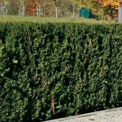 Heckeneibe Taxus Baccata 'Westerstede', 30er-Set, Höhe 50-60 Cm, Topf 7,5 Liter