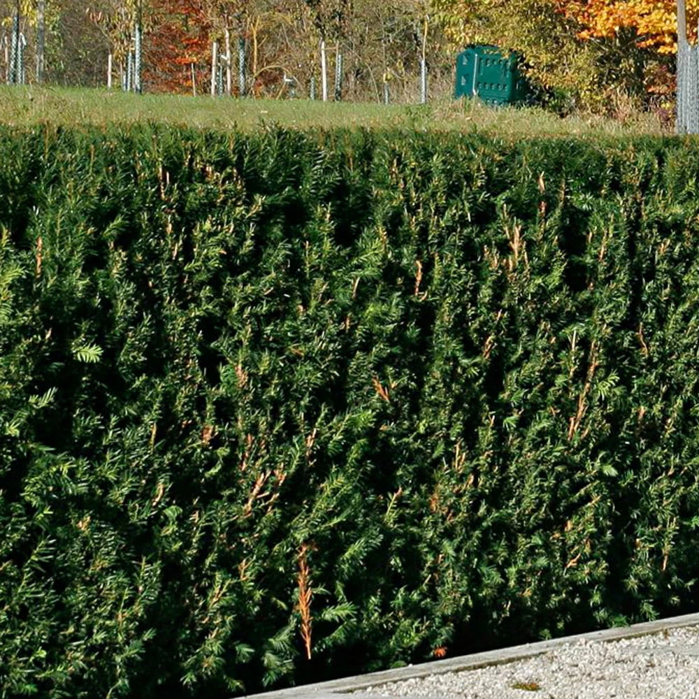 Heckeneibe Taxus Baccata 'Westerstede', 30er-Set, Höhe 50-60 Cm, Topf 7,5 Liter 1 Heckeneibe Taxus Baccata 'Westerstede', 30er-Set, Höhe 50-60 Cm, Topf 7,5 Liter