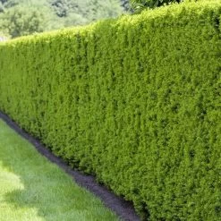 Heckeneibe Taxus Media "Hillii", 5er-Set, Höhe 30-40 Cm, Topf 3 Liter