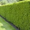 Heckeneibe Taxus Media "Hillii", 100er-Set, Höhe 30-40 Cm, Topf 3 Liter