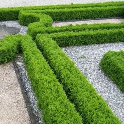 Kugel-Lebensbaum 'Mecki'®, 10er-Set, Höhe 15-20 Cm, Topf 3 Liter -Gartenwelt Geschaft 0430350450 Thuja occ Mecki 10er Set 1 111726