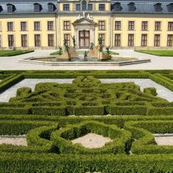 Kugel-Lebensbaum 'Mecki'®, 10er-Set, Höhe 15-20 Cm, Topf 3 Liter -Gartenwelt Geschaft 0430350450 Thuja occ Mecki 10er Set 2 111727