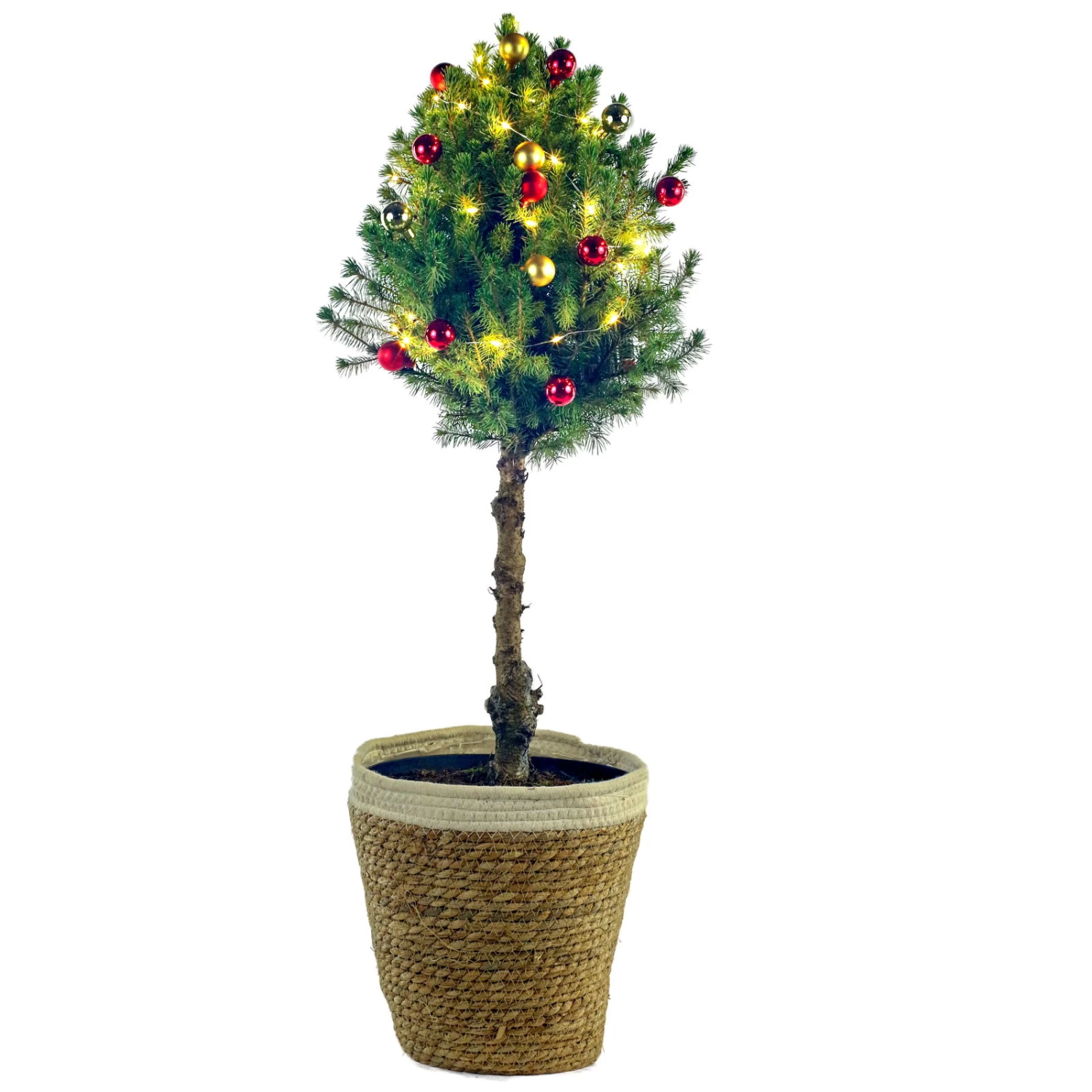 Weihnachtsbäumchen Auf Stamm Inkl. Deko, Rot-gold, Topf-Ø 23 Cm, Höhe Ca. 85 Cm 2 Weihnachtsbäumchen Auf Stamm Inkl. Deko, Rot-gold, Topf-Ø 23 Cm, Höhe Ca. 85 Cm – Bild 2