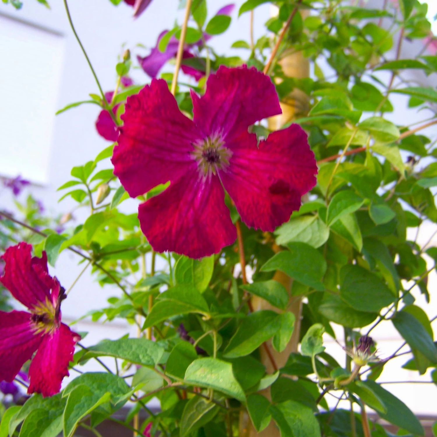 Italienische Waldrebe 'Rubra', 2er-Set, Dunkelrot, Topf 2 Liter 1 Italienische Waldrebe 'Rubra', 2er-Set, Dunkelrot, Topf 2 Liter