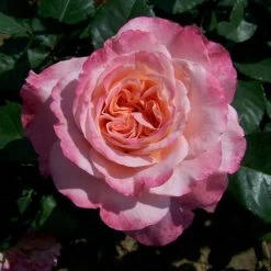 Duftende Edelrose 'Augusta Luise®', Rose-aprikot, Doppelbogen, Topf 7,5 Liter -Gartenwelt Geschaft 0460100285 Augusta Luise RGB 5925 1