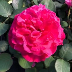 Duftende Edelrose 'Kölle's Rosensymphonie'®, Pink, Doppelbogen, Topf 7,5 Liter -Gartenwelt Geschaft 0460100701 KB Koelles Rosensymphonie Edelrose Cont 6l 02 51150