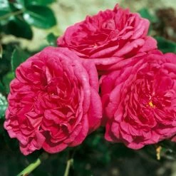 Duftende Edelrose 'Kölle's Rosensymphonie'®, Pink, Doppelbogen, Topf 7,5 Liter -Gartenwelt Geschaft 0460100701 KB Koelles Rosensymphonie Edelrose Cont 6l 03 51151