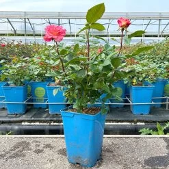 Duftende Edelrose 'Augusta Luise®', Rose - Aprikot, Topf 6 Liter 16 Duftende Edelrose 'Augusta Luise®', Rose - Aprikot, Topf 6 Liter -Gartenwelt Geschaft 0460100704 Augusta Luise Edelrose orange rosa 1 126456