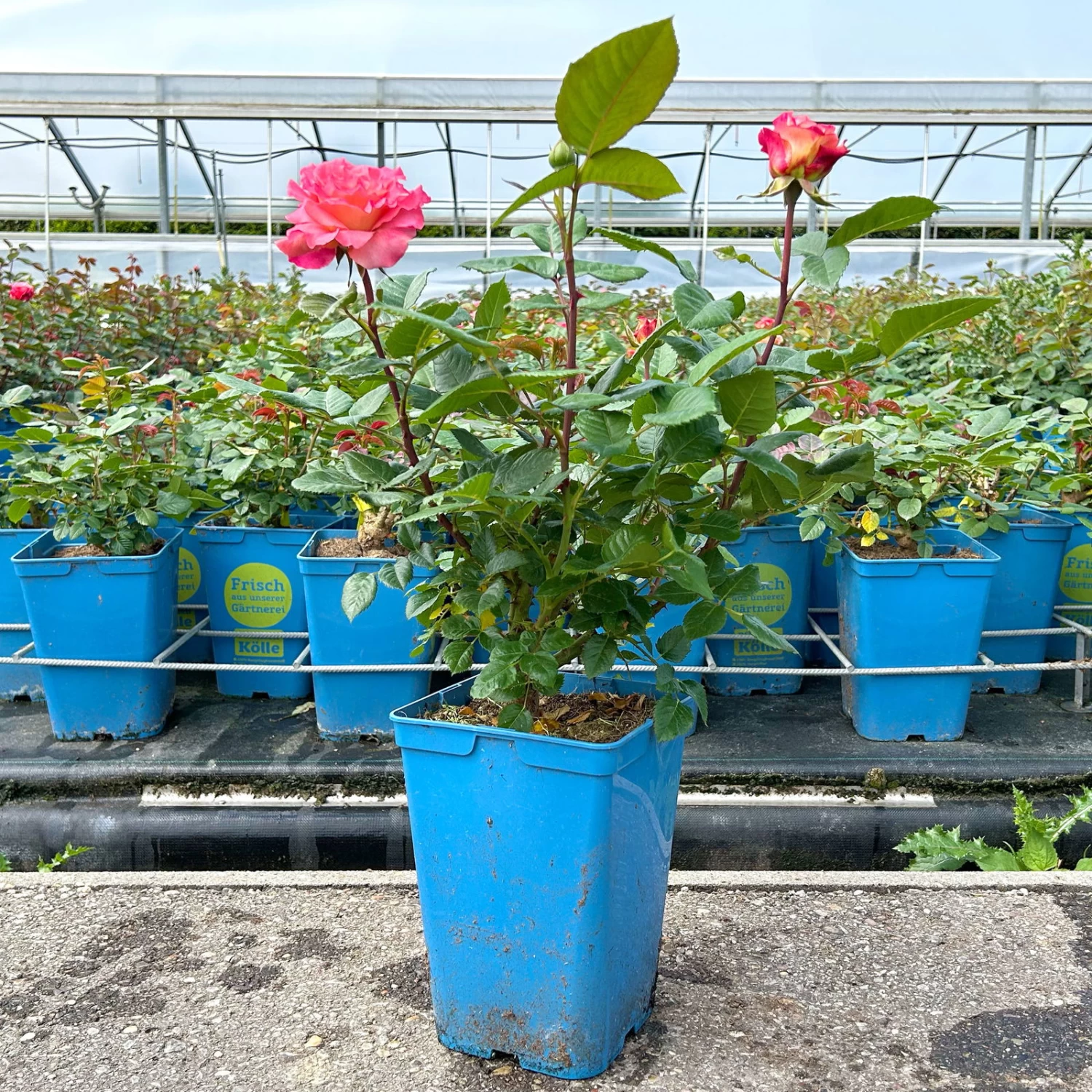 Duftende Edelrose 'Augusta Luise®', Rose - Aprikot, Topf 6 Liter 6 Duftende Edelrose 'Augusta Luise®', Rose - Aprikot, Topf 6 Liter – Bild 6