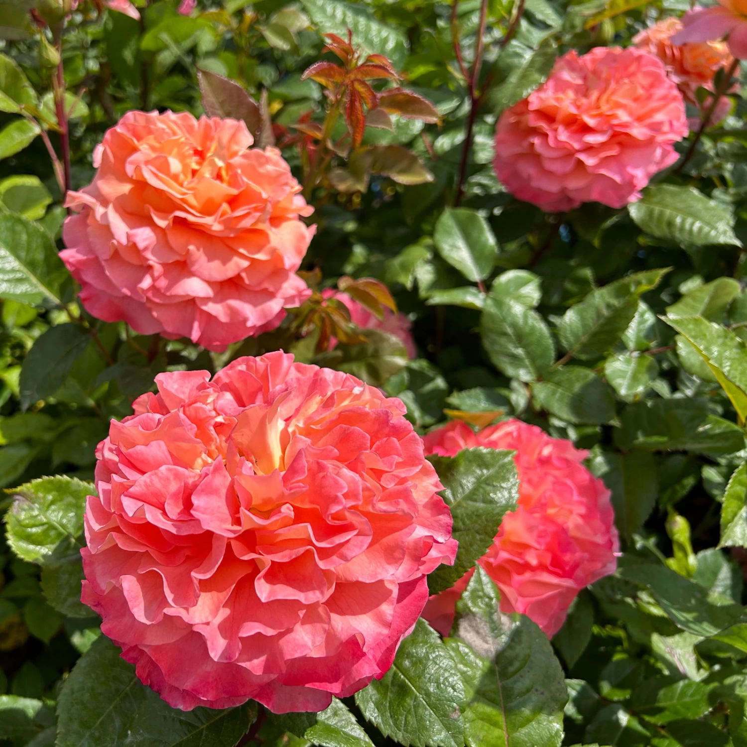 Duftende Edelrose 'Augusta Luise®', Rose - Aprikot, Topf 6 Liter 5 Duftende Edelrose 'Augusta Luise®', Rose - Aprikot, Topf 6 Liter – Bild 5