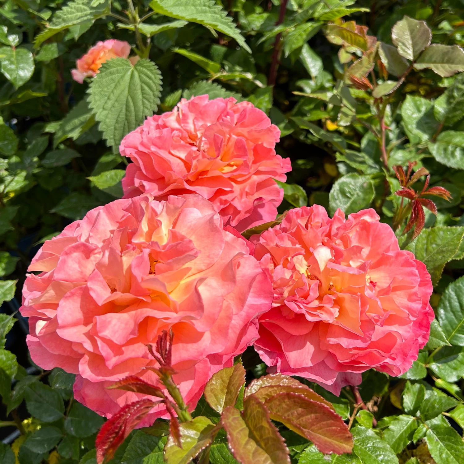 Duftende Edelrose 'Augusta Luise®', Rose - Aprikot, Topf 6 Liter 7 Duftende Edelrose 'Augusta Luise®', Rose - Aprikot, Topf 6 Liter – Bild 7