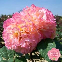 Duftende Edelrose 'Augusta Luise®', Rose - Aprikot, Topf 6 Liter 14 Duftende Edelrose 'Augusta Luise®', Rose - Aprikot, Topf 6 Liter -Gartenwelt Geschaft 0460100704 KB Augusta Luise Premium Edelrose mEinklinker Duftrosenkollektion 49443