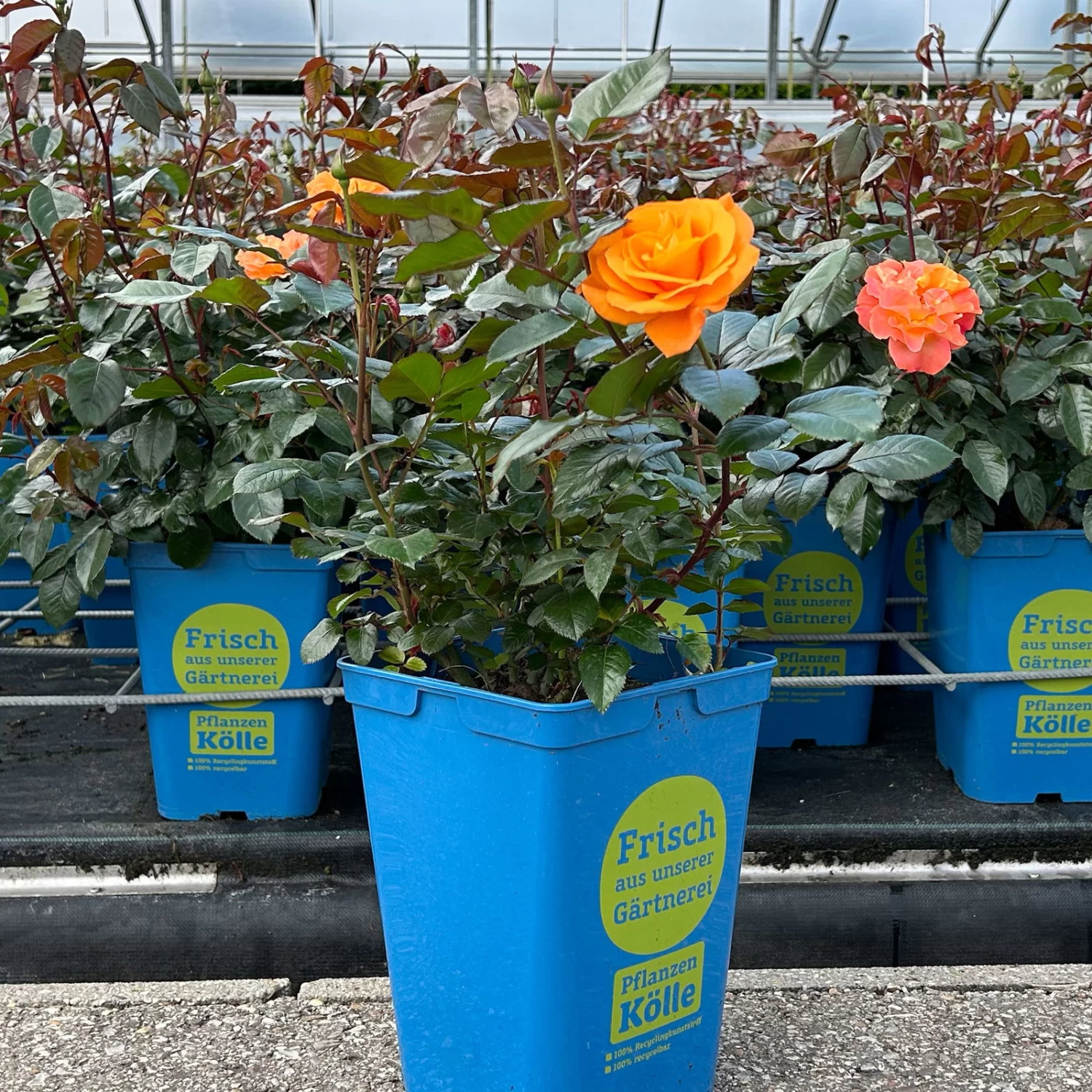 Beetrose 'Westzeit®', Orange-aprikot Bis Rosa, Topf 6 Liter 2 Beetrose 'Westzeit®', Orange-aprikot Bis Rosa, Topf 6 Liter – Bild 2