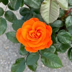 Beetrose 'Westzeit®', Orange-aprikot Bis Rosa, Topf 6 Liter 27 Beetrose 'Westzeit®', Orange-aprikot Bis Rosa, Topf 6 Liter -Gartenwelt Geschaft 0460200487 Westzeit Beetrose orange apricot 7 126462