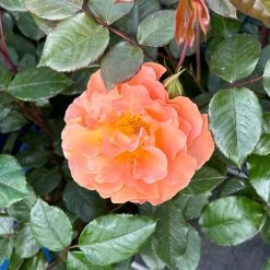 Beetrose 'Westzeit®', Orange-aprikot Bis Rosa, Topf 6 Liter 26 Beetrose 'Westzeit®', Orange-aprikot Bis Rosa, Topf 6 Liter -Gartenwelt Geschaft 0460200487 Westzeit Beetrose orange apricot 8 126461