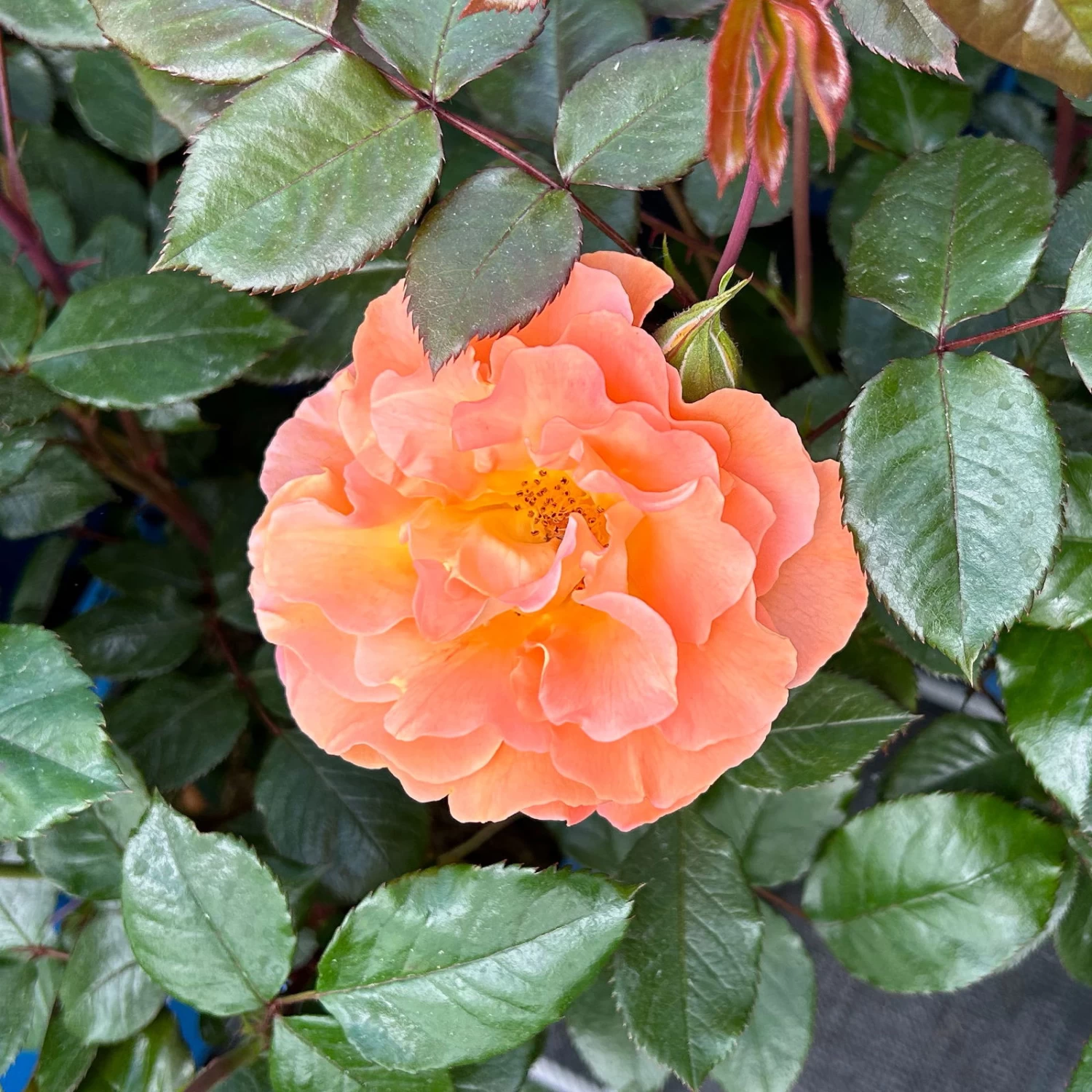 Beetrose 'Westzeit®', Orange-aprikot Bis Rosa, Topf 6 Liter 11 Beetrose 'Westzeit®', Orange-aprikot Bis Rosa, Topf 6 Liter – Bild 11