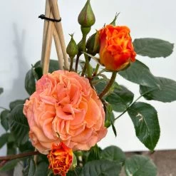 Beetrose 'Westzeit®', Orange-aprikot Bis Rosa, Topf 6 Liter 23 Beetrose 'Westzeit®', Orange-aprikot Bis Rosa, Topf 6 Liter -Gartenwelt Geschaft 0460200487 beetrose westzeit premium 4 123885