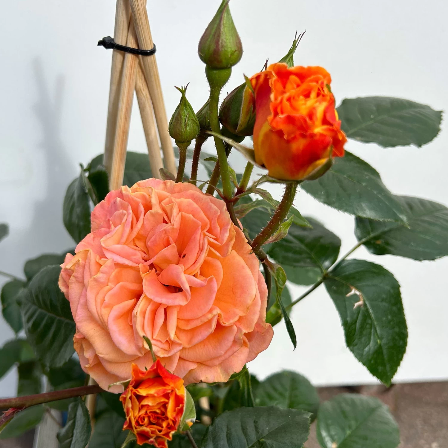 Beetrose 'Westzeit®', Orange-aprikot Bis Rosa, Topf 6 Liter 8 Beetrose 'Westzeit®', Orange-aprikot Bis Rosa, Topf 6 Liter – Bild 8