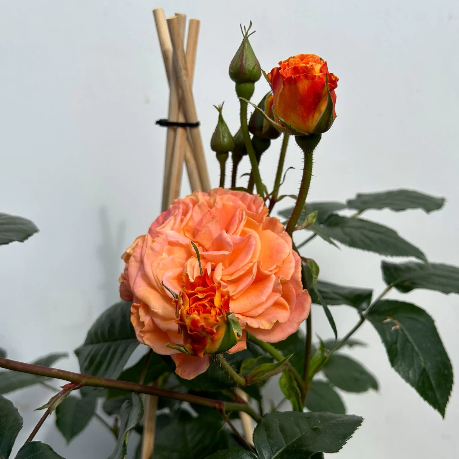 Beetrose 'Westzeit®', Orange-aprikot Bis Rosa, Topf 6 Liter 10 Beetrose 'Westzeit®', Orange-aprikot Bis Rosa, Topf 6 Liter – Bild 10