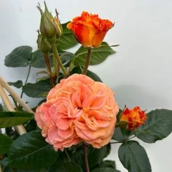 Beetrose 'Westzeit®', Orange-aprikot Bis Rosa, Topf 6 Liter 24 Beetrose 'Westzeit®', Orange-aprikot Bis Rosa, Topf 6 Liter -Gartenwelt Geschaft 0460200487 beetrose westzeit premium 6 123886