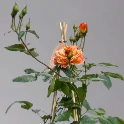 Beetrose 'Westzeit®', Orange-aprikot Bis Rosa, Topf 6 Liter 20 Beetrose 'Westzeit®', Orange-aprikot Bis Rosa, Topf 6 Liter -Gartenwelt Geschaft 0460200487 beetrose westzeit premium1 124082