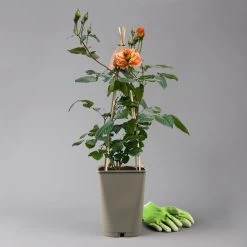 Beetrose 'Westzeit®', Orange-aprikot Bis Rosa, Topf 6 Liter 18 Beetrose 'Westzeit®', Orange-aprikot Bis Rosa, Topf 6 Liter -Gartenwelt Geschaft 0460200487 beetrose westzeit premium 124081