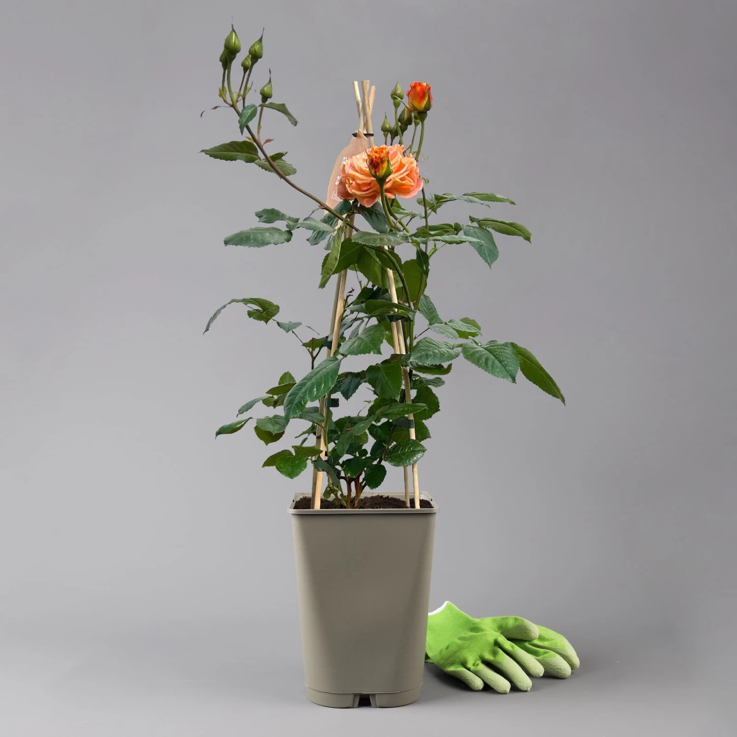 Beetrose 'Westzeit®', Orange-aprikot Bis Rosa, Topf 6 Liter 3 Beetrose 'Westzeit®', Orange-aprikot Bis Rosa, Topf 6 Liter – Bild 3