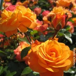 Beetrose 'Westzeit®', Orange-aprikot Bis Rosa, Topf 6 Liter 19 Beetrose 'Westzeit®', Orange-aprikot Bis Rosa, Topf 6 Liter -Gartenwelt Geschaft 0460200487 Beetrose Westzeit RGB Copyright NEU 01 42092 1