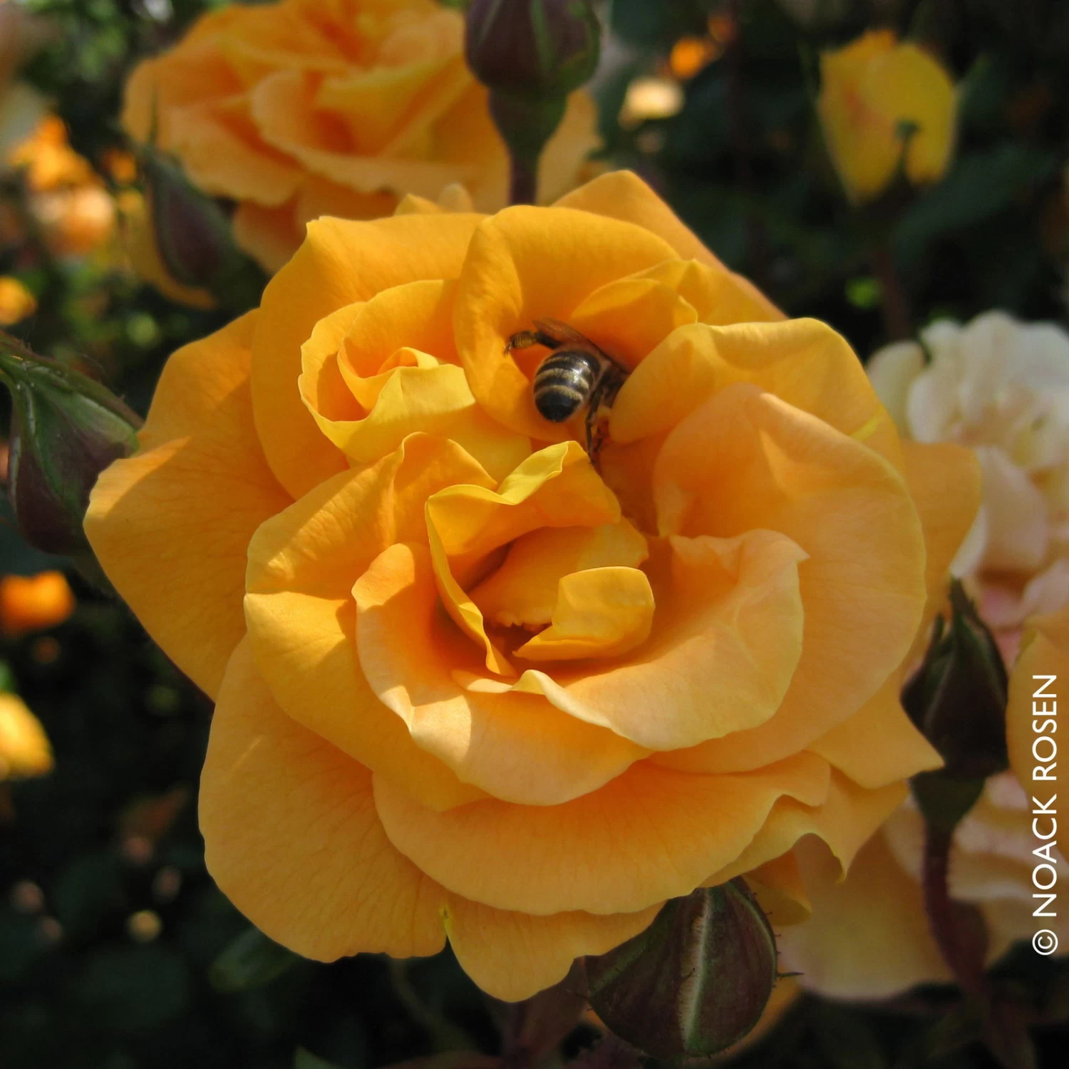 Beetrose 'Westzeit®', Orange-aprikot Bis Rosa, Topf 6 Liter 6 Beetrose 'Westzeit®', Orange-aprikot Bis Rosa, Topf 6 Liter – Bild 6