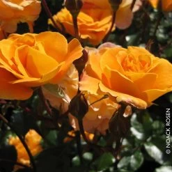 Beetrose 'Westzeit®', Orange-aprikot Bis Rosa, Topf 6 Liter 22 Beetrose 'Westzeit®', Orange-aprikot Bis Rosa, Topf 6 Liter -Gartenwelt Geschaft 0460200487 Beetrose Westzeit RGB Copyright NEU 42091 1