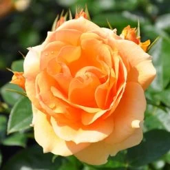 Stammrose 'Hansestadt Rostock®', Beetrose, Stammhöhe 60cm Im 7,5 Liter Topf -Gartenwelt Geschaft 0460200634 HansestadtRostock RGB 5845