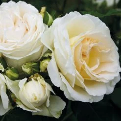 Beetrose 'Kosmos®', Cremeweiß, Topf 6 Liter