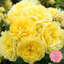 Stammrose 'Yellow Meilove®', Beetrose, Stammhöhe 60cm Im 7,5 Liter Topf -Gartenwelt Geschaft 0460200845 Yellow Meilove RGB k mEinklinker Duftrosenkollektion 49436