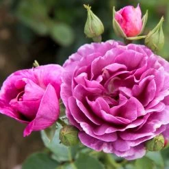 Duftende Beetrose 'Minerva®', Violett, Doppelbogen, Topf 10 Liter