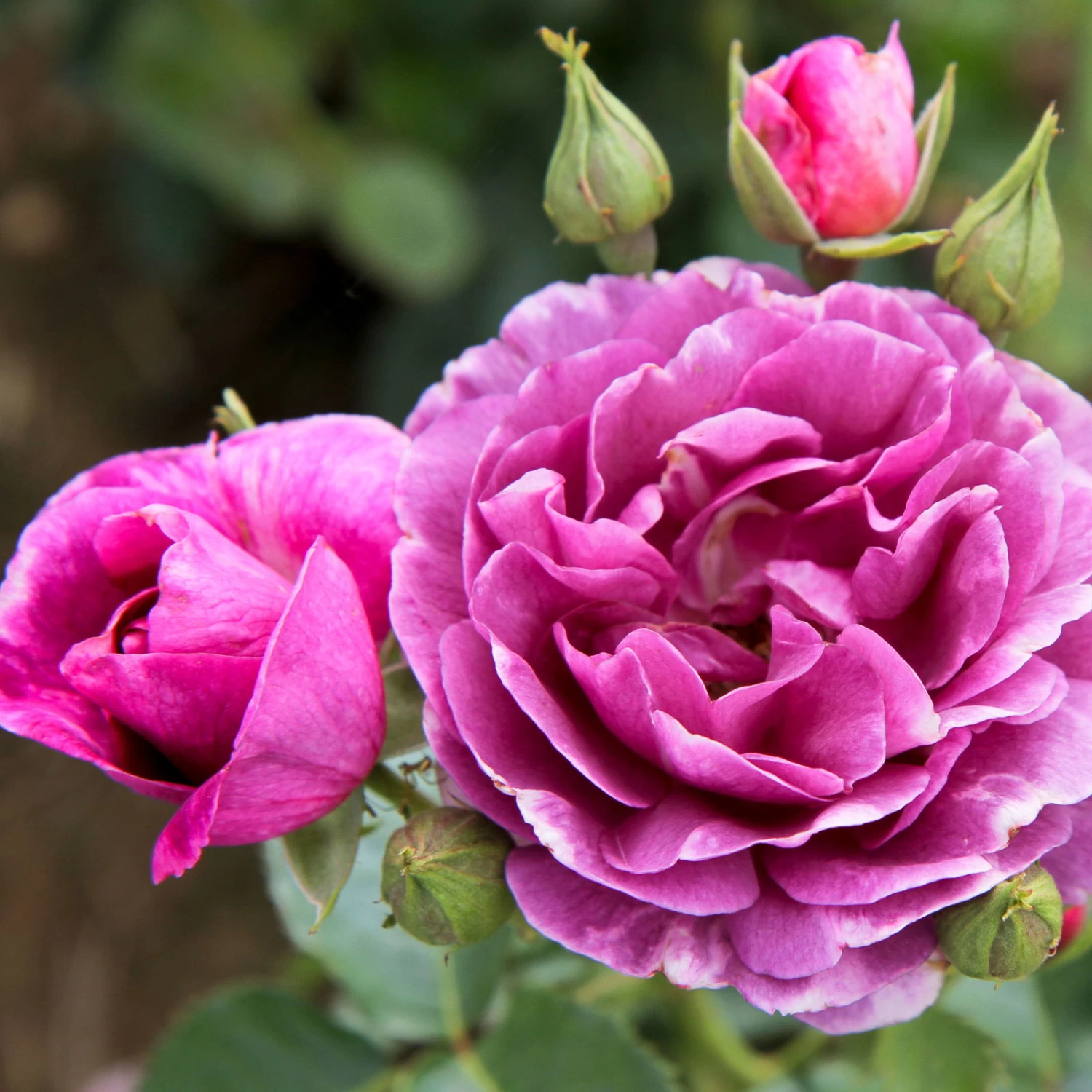 Duftende Beetrose 'Minerva®', Violett, Doppelbogen, Topf 10 Liter 1 Duftende Beetrose 'Minerva®', Violett, Doppelbogen, Topf 10 Liter