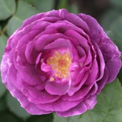 Duftende Beetrose 'Minerva®', Violett, Doppelbogen, Topf 10 Liter 16 Duftende Beetrose 'Minerva®', Violett, Doppelbogen, Topf 10 Liter -Gartenwelt Geschaft 0460200858 Minerva Premium Beetrose Co6lt lila Duftrosen 2 118848