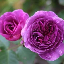 Duftende Beetrose 'Minerva®', Violett, Doppelbogen, Topf 10 Liter 15 Duftende Beetrose 'Minerva®', Violett, Doppelbogen, Topf 10 Liter -Gartenwelt Geschaft 0460200858 Minerva Premium Beetrose Co6lt lila Duftrosen 3 118847