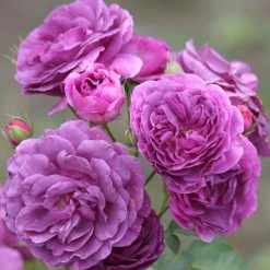 Duftende Beetrose 'Minerva®', Violett, Doppelbogen, Topf 10 Liter 17 Duftende Beetrose 'Minerva®', Violett, Doppelbogen, Topf 10 Liter -Gartenwelt Geschaft 0460200858 Minerva Premium Beetrose Co6lt lila Duftrosen 4 118849