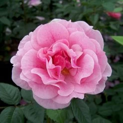 Kletterrose 'Camelot®', Rosa Mit Pinkfarbener Zeichnung, Topf 6 Liter