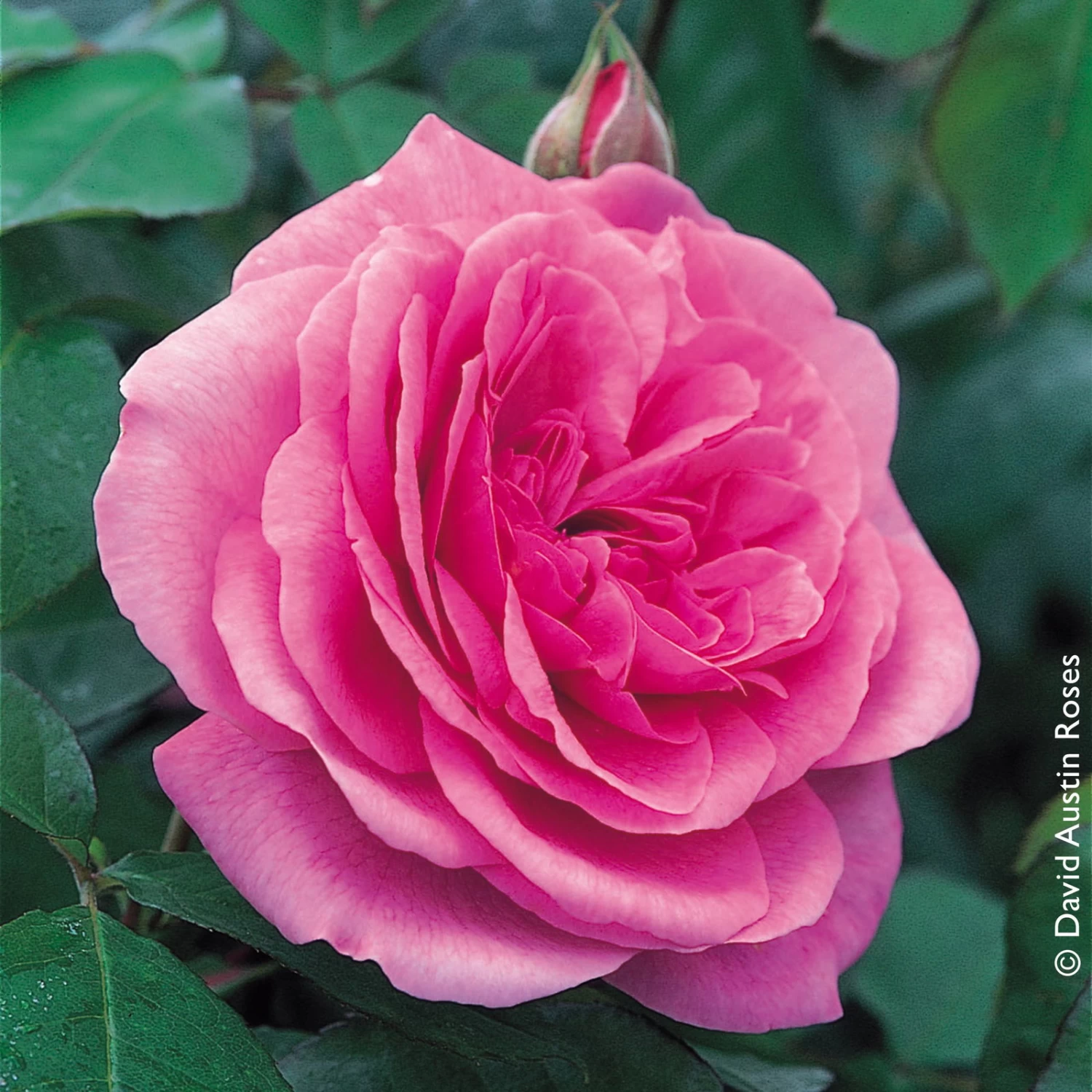 Stammrose 'Gertrude Jekyll' (Ausbord), Englische Rose, Stamm 60cm 7,5 Lt. Topf 4 Stammrose 'Gertrude Jekyll' (Ausbord), Englische Rose, Stamm 60cm 7,5 Lt. Topf – Bild 4