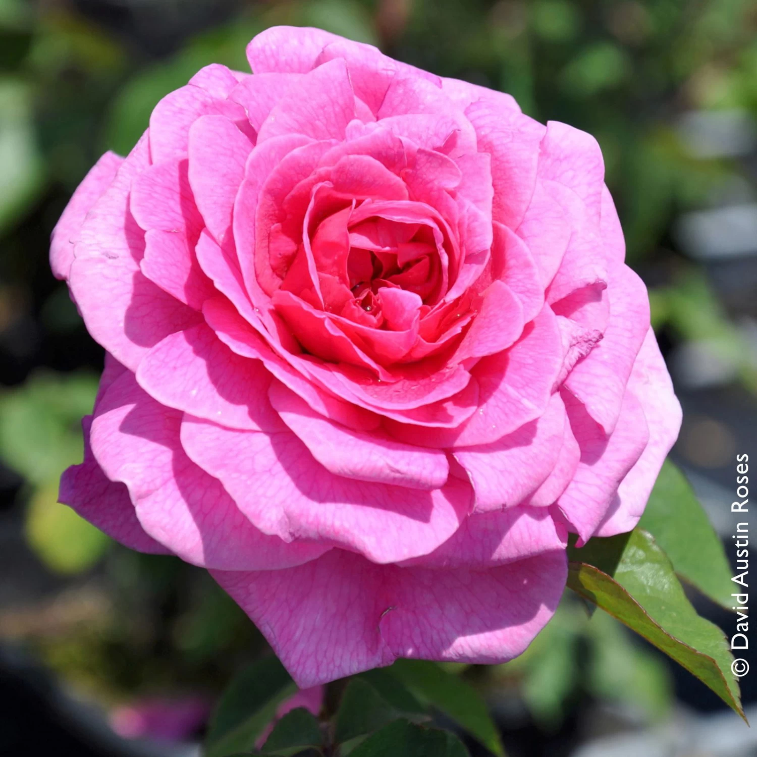 Stammrose 'Gertrude Jekyll' (Ausbord), Englische Rose, Stamm 60cm 7,5 Lt. Topf 2 Stammrose 'Gertrude Jekyll' (Ausbord), Englische Rose, Stamm 60cm 7,5 Lt. Topf – Bild 2