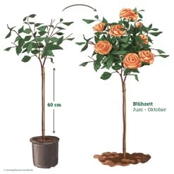 Stammrose 'Hansestadt Rostock®', Beetrose, Stammhöhe 60cm Im 7,5 Liter Topf -Gartenwelt Geschaft 046080 Rosenstamm apricot 122126
