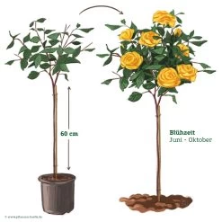 Stammrose 'Yellow Meilove®', Beetrose, Stammhöhe 60cm Im 7,5 Liter Topf -Gartenwelt Geschaft 046080 Rosenstamm hellgelb 122125